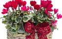 Trồng hoa phong thủy nào dịp Tết Đinh Dậu 2017 để rinh tài rước lộc? 
