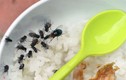 Nguy hiểm đe dọa sức khỏe khi phải sống chung với ruồi