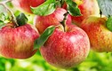 Ăn trái cây mùa thu giúp ngăn ngừa ung thư hiệu quả