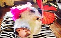 “Cô” lợn sành điệu khiến cộng đồng mạng điên đảo