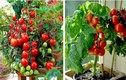 Cách trồng cà chua bonsai đẹp chơi Tết cực dễ