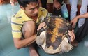 Kỳ lạ rùa “khủng” xuất hiện ở Nghệ An