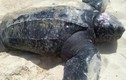 Khánh Hòa: Cứu chữa rùa quý hiếm