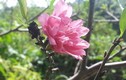 Lạng Sơn: Kỳ lạ hoa đào nở bung giữa... mùa thu