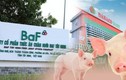 Ngành chăn nuôi heo tích cực hơn, BAF và DBC có triển vọng gì?