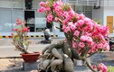 Ngắm loạt hàng cực độc ở chợ hoa Xuân Sài Gòn