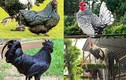 Chiêm ngưỡng những hình ảnh lạ về gà nhân năm Đinh Dậu 2017