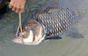 Cá hô khủng lại dính lưới ngư dân may mắn nhất sông Đồng Nai