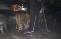 TP HCM: Thanh niên ăn mặc sành điệu dắt bò “đi ăn” giữa phố trong đêm