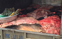 Bắt xe tải chở đầy da bò, nội tạng thối ở Hà Nội