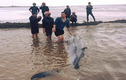Tin mới nhất việc cá voi khổng lồ dạt vào bờ biển Nam Định