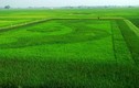 Độc đáo người nông dân vẽ bản đồ Việt Nam bằng cây lúa