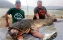Bắt được cá trê khổng lồ nặng 90kg, dài hơn 2m