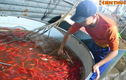 Chợ cá lớn nhất Hà Nội tấp nập trước ngày cúng ông Công ông Táo
