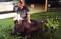 Bắn gục lợn lòi khổng lồ gần 4 tạ trong vườn nhà