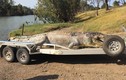 Cá sấu khổng lồ bị bắn chết, các chuyên gia Úc lo "nội chiến"