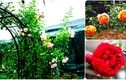 Mãn nhãn những khu vườn hoa hồng của đại gia Việt