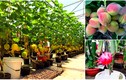 Những vườn quả trĩu trịt trên sân thượng “kịch độc” ở Việt Nam