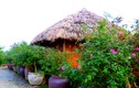 Nhà mái lá lạc giữa vườn hồng đẹp như cổ tích ở Hà Nội