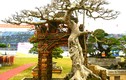 Ngắm cây sanh dáng “hồn quê đất Việt” giá hơn 2 tỷ