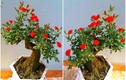 Chị em sốt xình xịch mua hồng bonsai sang chảnh về chưng Tết