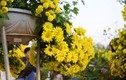 Ngắm vườn hoa Tết tuyệt đẹp ở ngoại thành Hà Nội