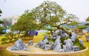 Kịch độc bonsai ổi tàu nghìn trái 500 triệu không bán