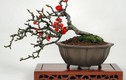 Chán đào “khủng”, dân Hà Thành săn lùng đào bonsai 2 gang tay