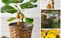 Kiwi bonsai "kịch độc” hút khách mua sắm Tết 2018