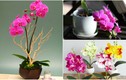 Ngắm hoa lan bonsai mini siêu đẹp trang trí nhà dịp Tết 