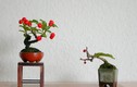 Bonsai táo gai siêu độc được người dân săn lùng chơi Tết