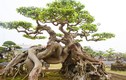 Siêu cây sanh 30 tỷ không bán của đại gia Phú Thọ