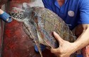 Phát hiện rùa biển quý hiếm dính lưới, trên mai có nhiều “hoa văn” lạ