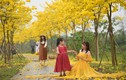 Hoa Phong Linh nở rộ, người dân check-in đường hoa đẹp nhất Hà Nội