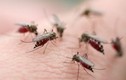 Nguyên tắc phòng bệnh khi tới khu vực có dịch Zika