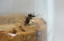 Tìm ra phương pháp mới ngăn chặn virus Zika