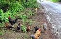 Cả làng “mất ăn mất ngủ” vì 100 con gà hoang