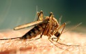 Trung Quốc xác nhận trường hợp thứ 2 nhiễm virus Zika