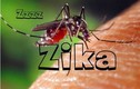 Bộ Y tế lập 4 đội phòng chống virus Zika