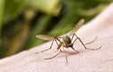 Cách phòng muỗi đốt ngừa Zika khi đi du lịch 30/4