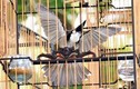 Tòa trả hồ sơ vụ “Giám đốc sở 30 tuổi“ bị trộm chim
