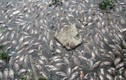 TP HCM họp báo “khẩn” công bố nguyên nhân cá chết