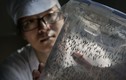 Đột nhập nhà máy muỗi lớn nhất thế giới