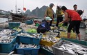 Tác hại của phenol trong 132 mẫu hải sản ở miền Trung