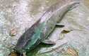Nông dân câu được cá trê khủng nặng 4kg, dài gần 1m
