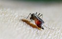 Phát hiện thêm 1 bé 4 tuổi dương tính với virus Zika