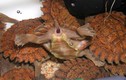 Khám phá sốc về loài rùa hô hấp bằng... hậu môn