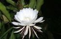 Loài hoa đẹp hiếm có trên thế giới, được Phật giáo tôn sùng