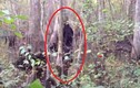 'Tóm sống' những lần quái vật Bigfoot xuất hiện... trêu con người