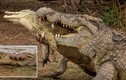 Khoảnh khắc kinh hoàng cá sấu ăn thịt đồng loại ở Nam Phi